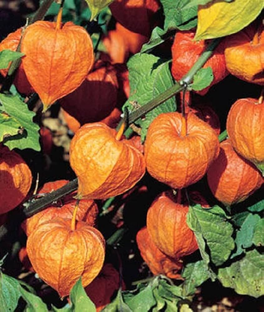 Ground Cherry seeds sprouting into small bushy plants with lantern-like husks hiding sweet, golden fruit, ideal for edible and ornamental gardens